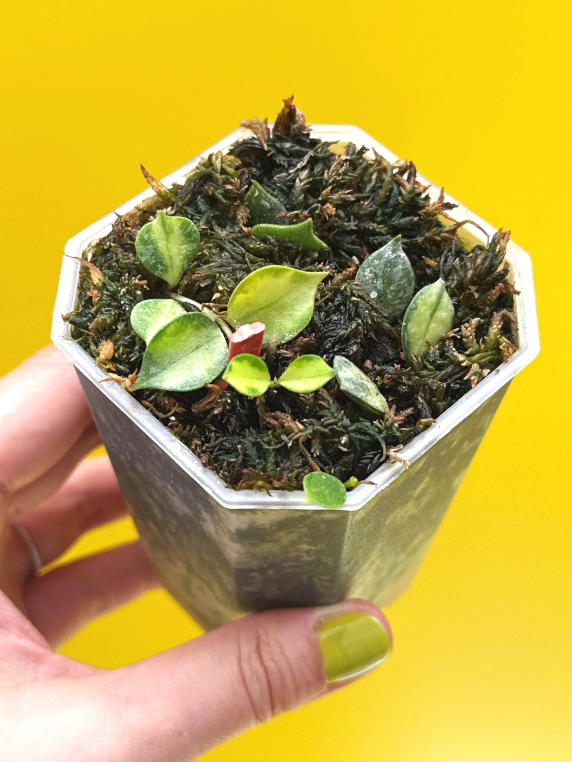 HOYA POLYNEURA ALBOMARGINATA - INNER VARIEGATED — MELTY PLANTS